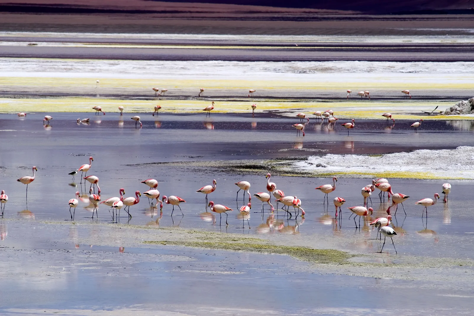 Tour Salar de Atacama